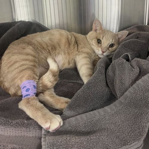 Cat laying in a towel with a bandaged leg