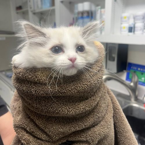 Cat wrapped up in a towel