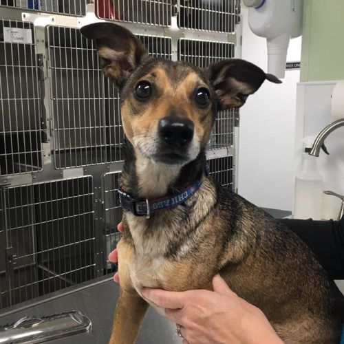 Dog at the vet