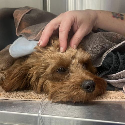 Dog laying down being pet after a procedure