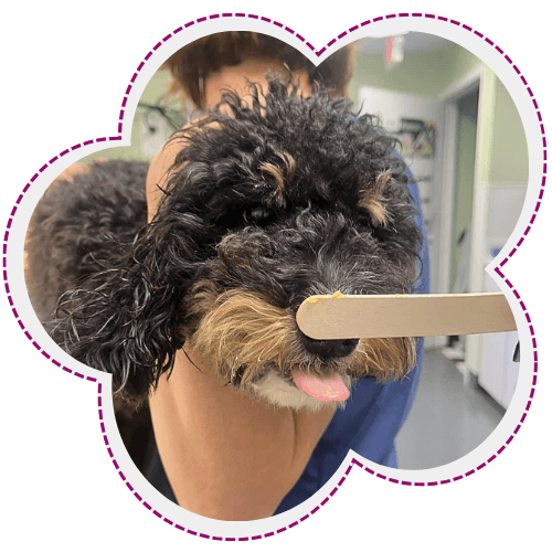Dog licking cheese off of a stick