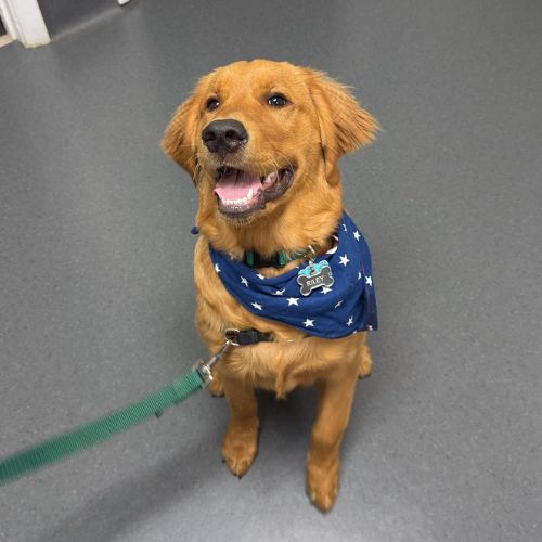 Dog with a big smile sitting on the floor