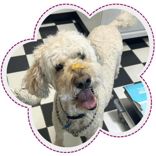 Dog with cheese on its face