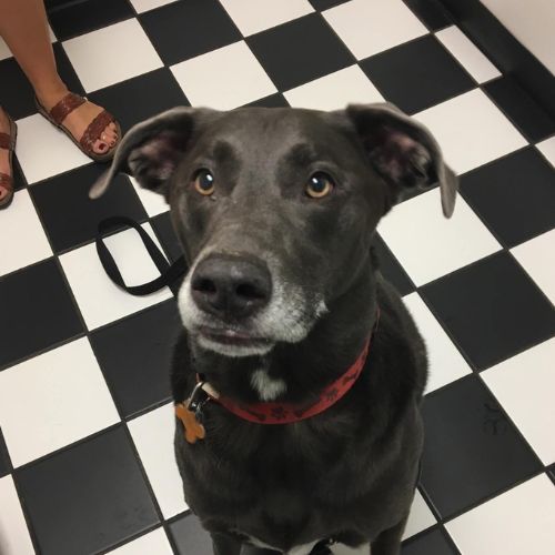 Grey faced dog sitting on a checkered floor