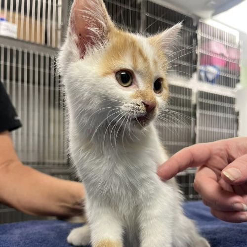 Kitten at Hilliard Veterinary Hospital