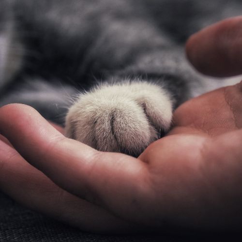 Person holding a pet's paw