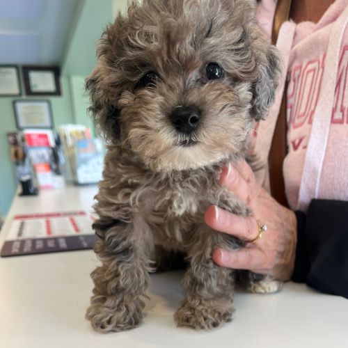 Puppy at the vet