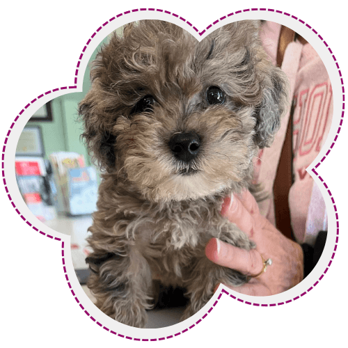 Puppy being held by a woman at the veterinary office