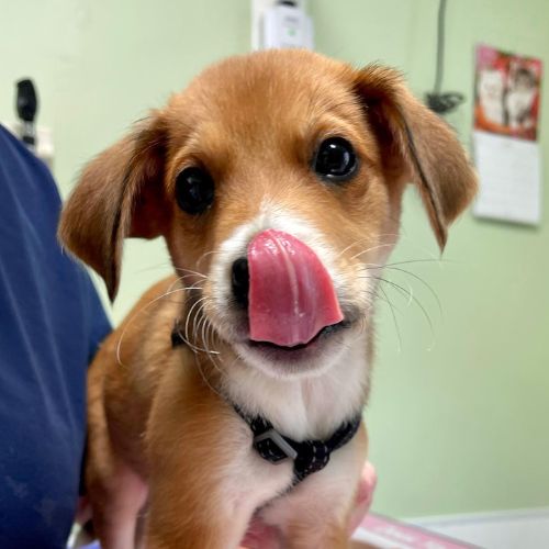 Puppy licking its lips at Hilliard Veterinary Hospital