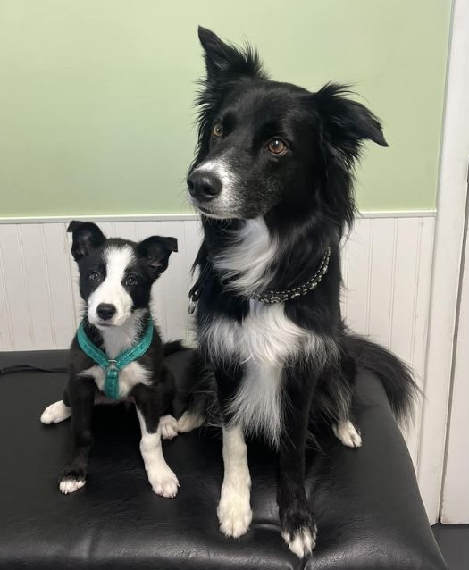 Two dogs sitting on a couch at Hilliard Veterinary Hospital