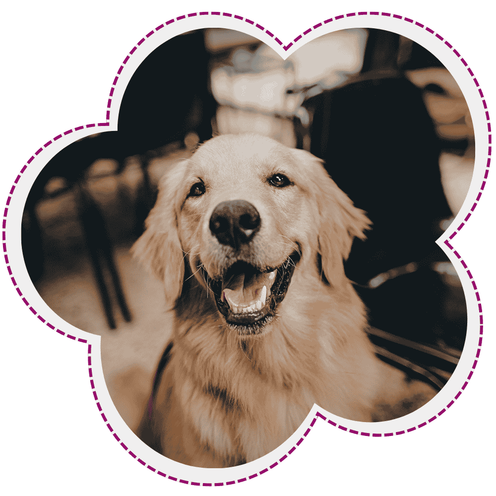 Happy golden retriever dog looking someone