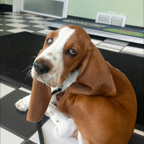 young hound dog sitting at the vet