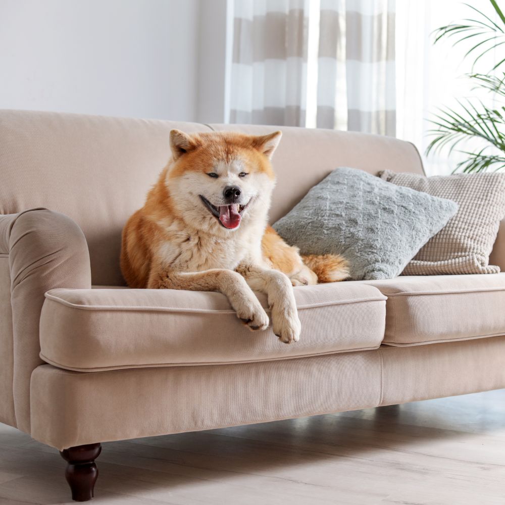Akita dog on sofa