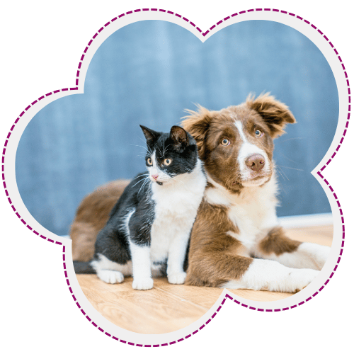 Dog and cat together