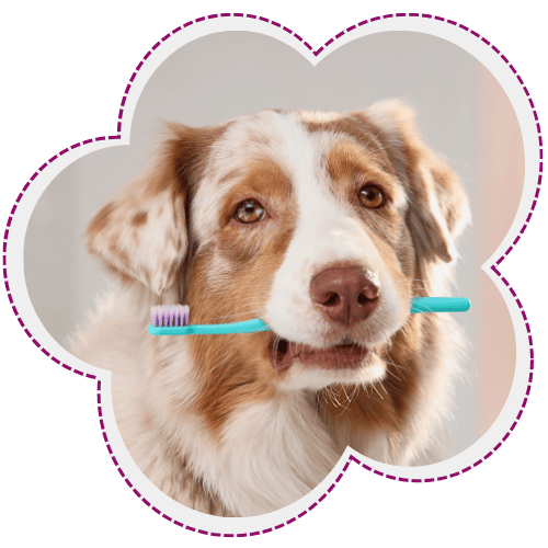 Dog holding toothbrush in mouth