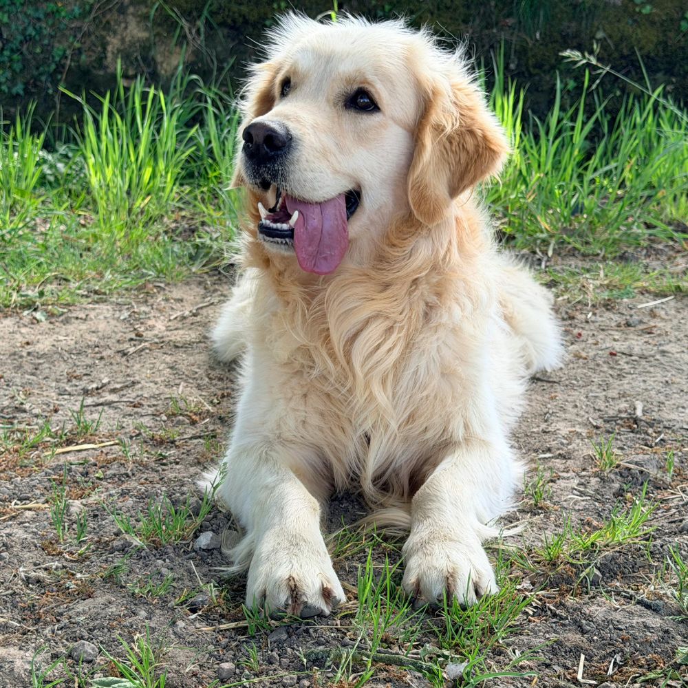 Golden Retriever lying happily outdoors