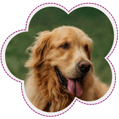 Golden retriever, panting, looking right.