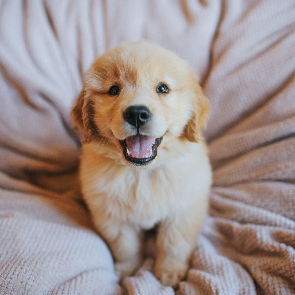 Golden retriever puppy smiling happily