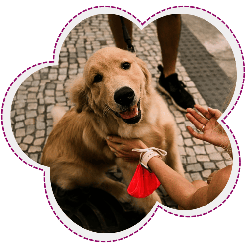 Happy golden retriever, pet dog