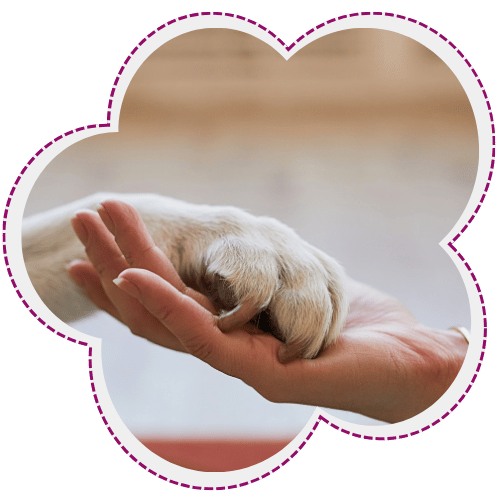 Human hand holding dog paw
