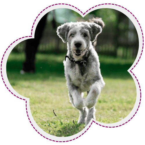 Pet running outside