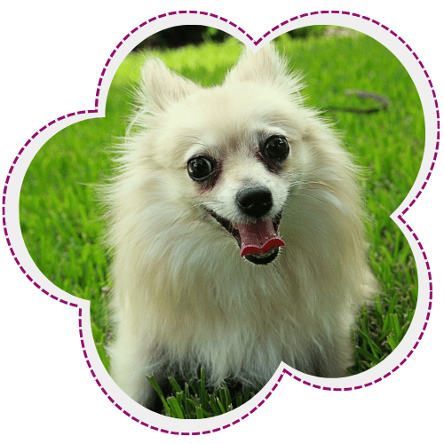 Smiling fluffy dog outdoors