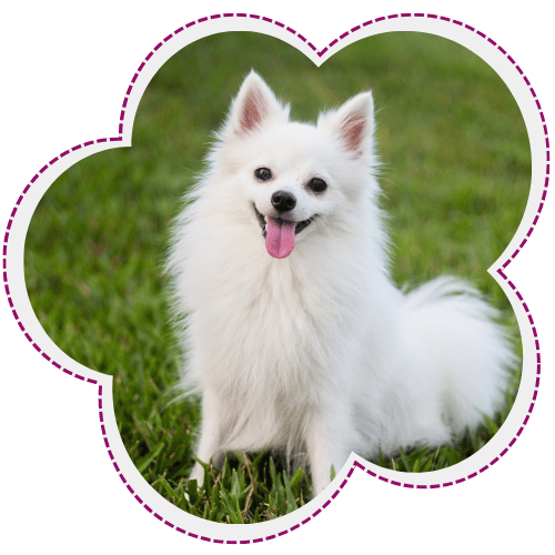 Smiling white fluffy dog