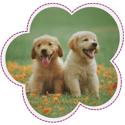 Two happy golden retriever puppies