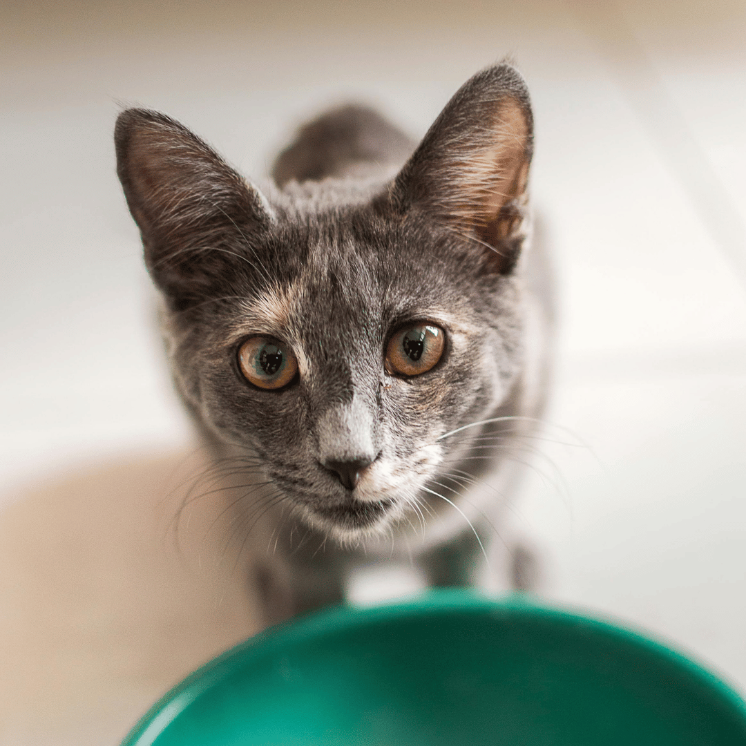 closeup of a cat sitting in front of a food bowl