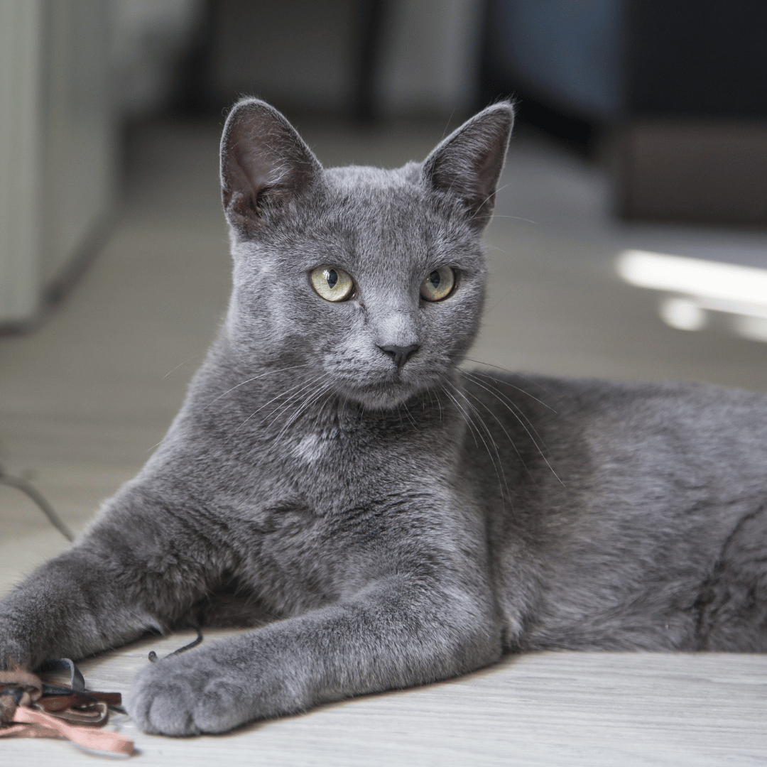 grey cat laying down next to a toy