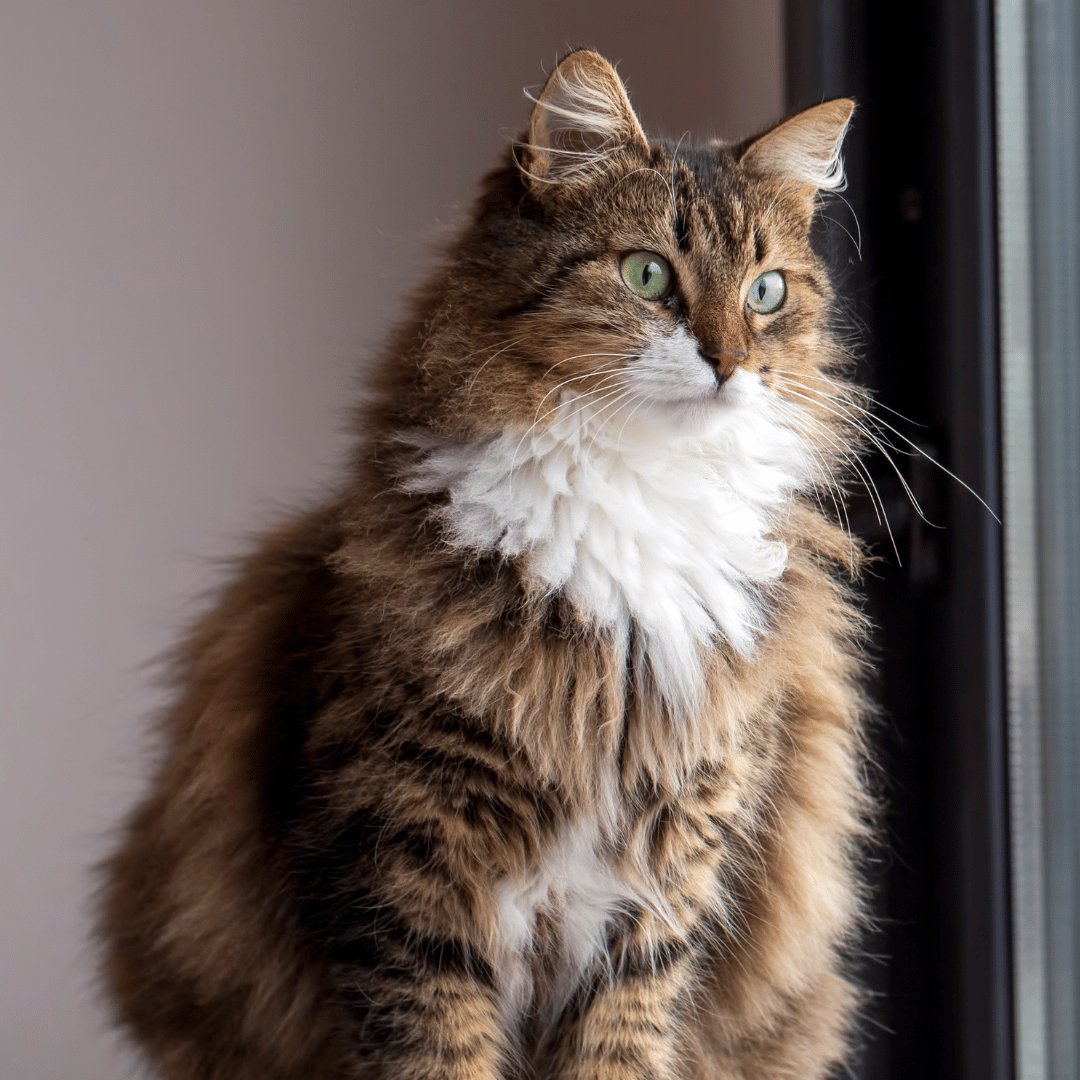 long haired senior cat looking out a window