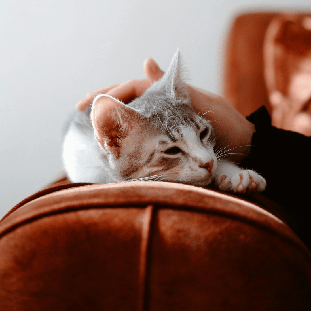 person petting a cat laying on the arm of a couch