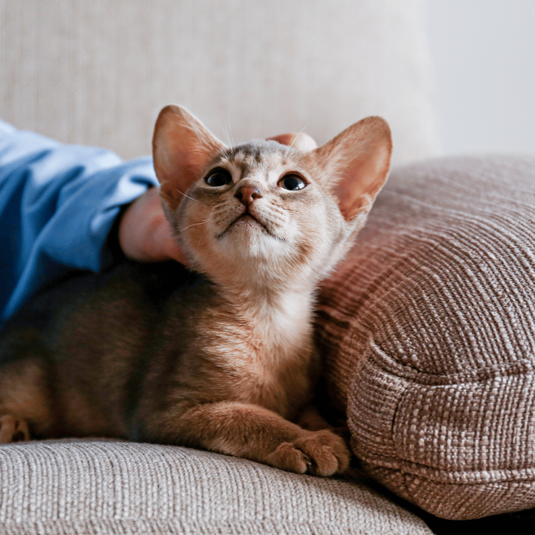 person petting a small kitten on a couch