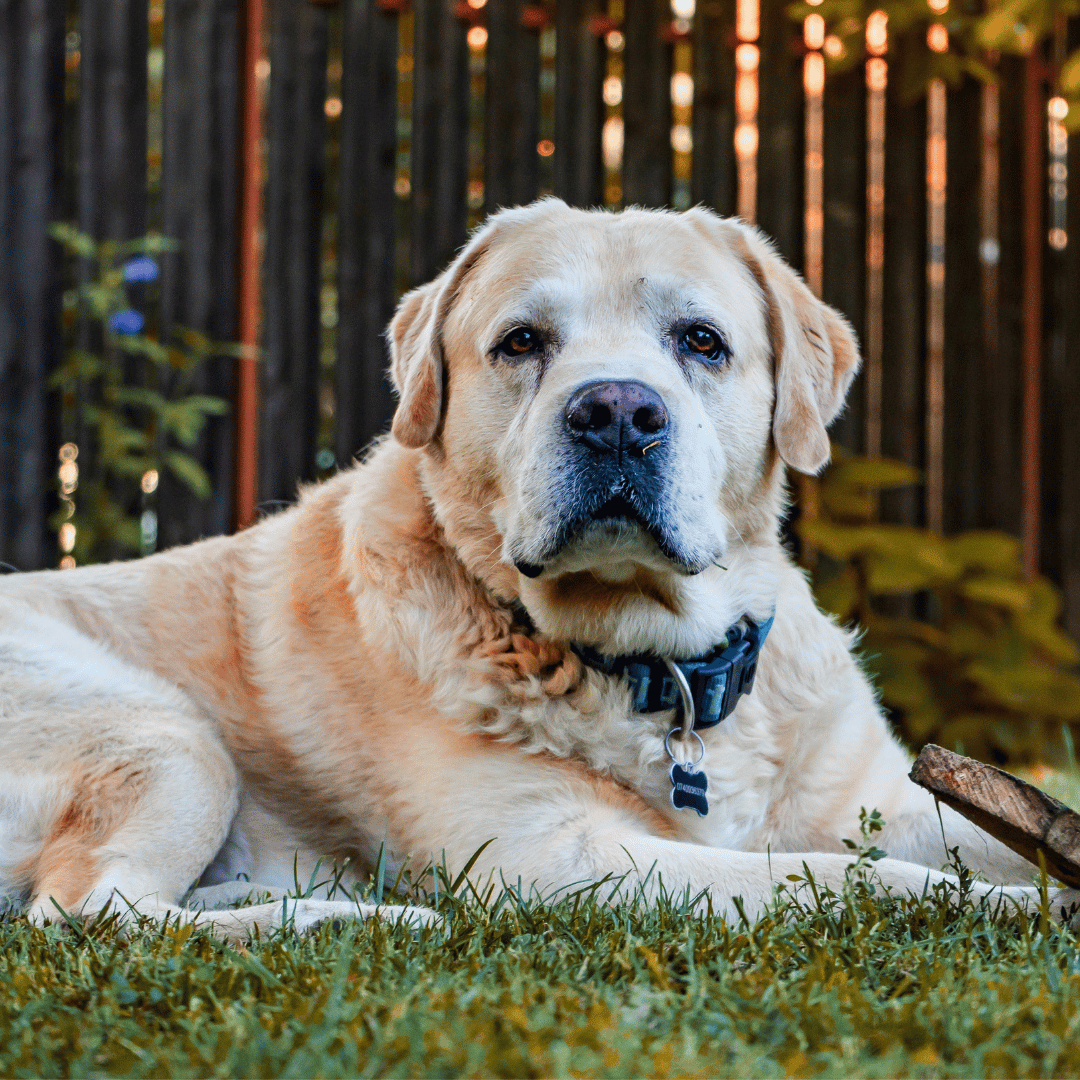 senior dog laying in the grass