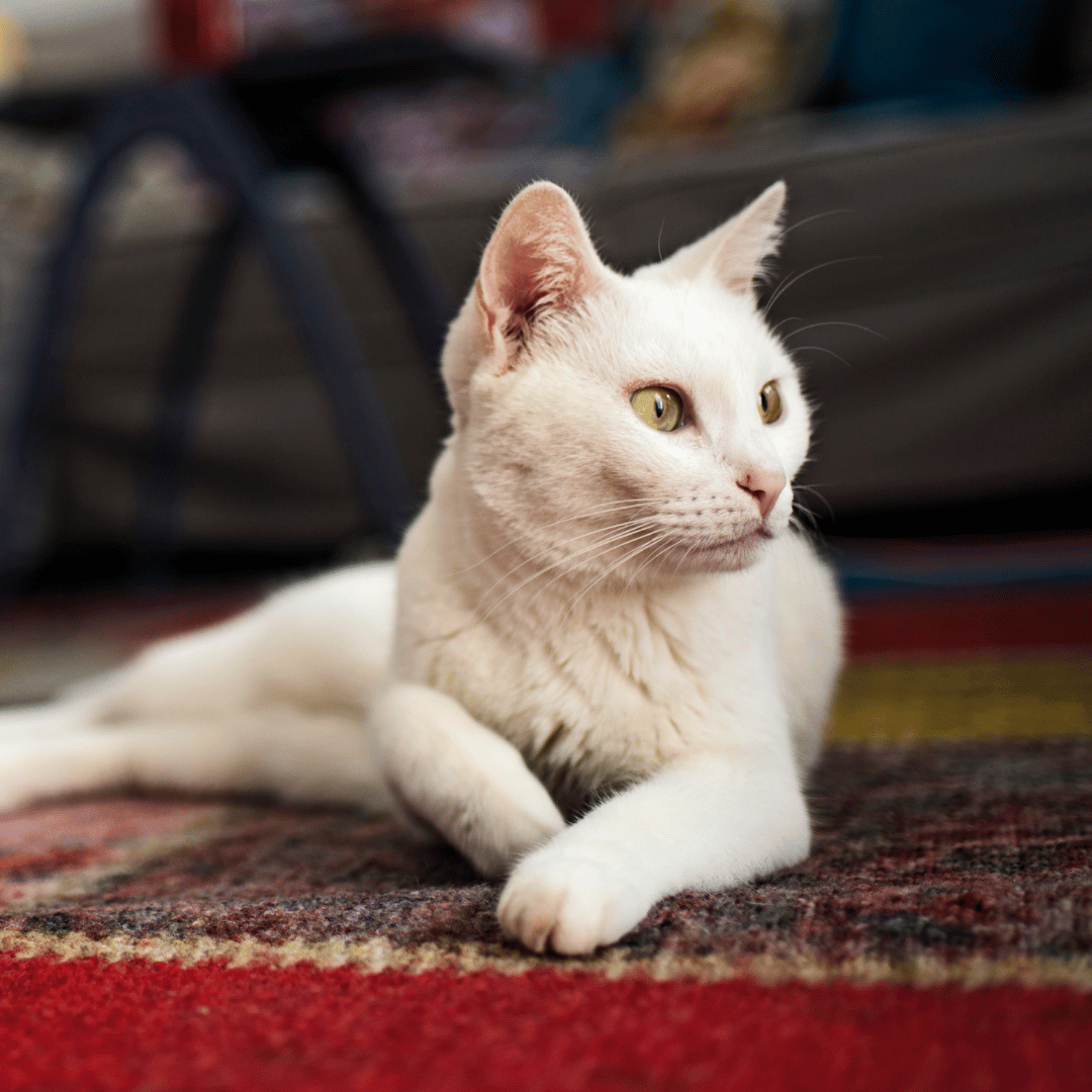 white cat with bright eyes laying on a rug